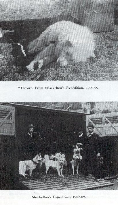 The dogs from the Shackelton Expedition of 1907/1909