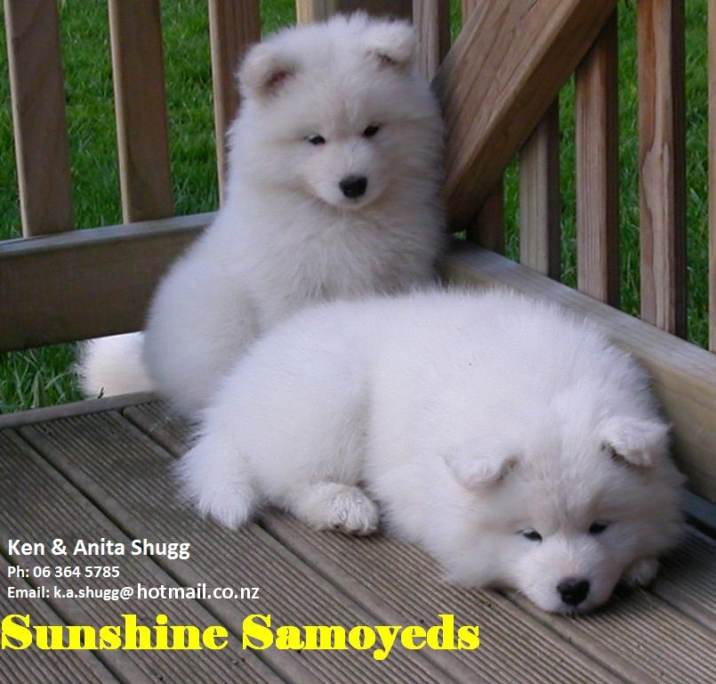 Sunshine Samoyeds